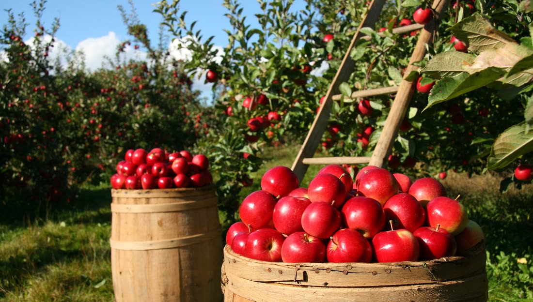 Manzanas rojas recién cortadas en huerta