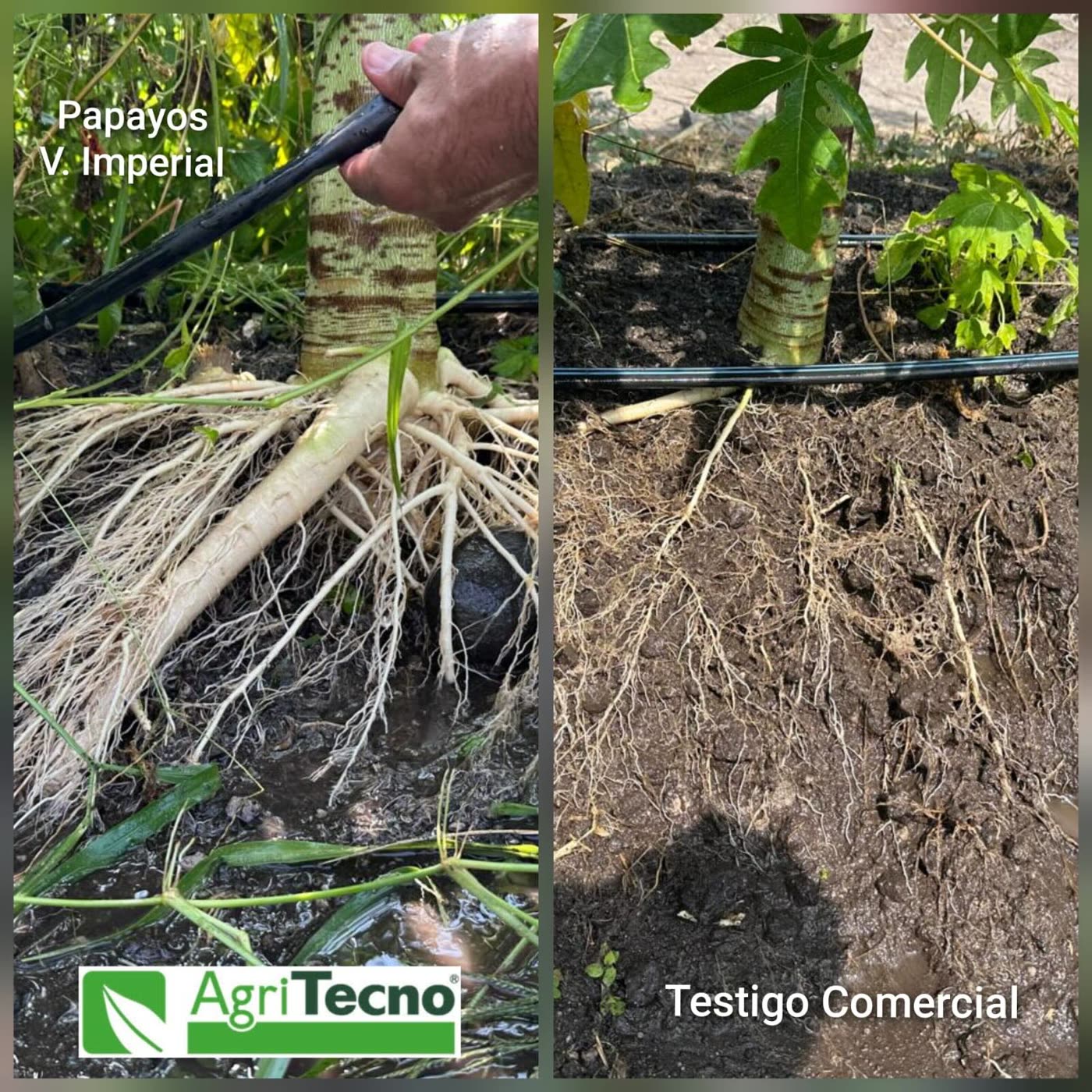 Comparativo de raíz: planta tratada con Agritecno frente a testigo comercial
